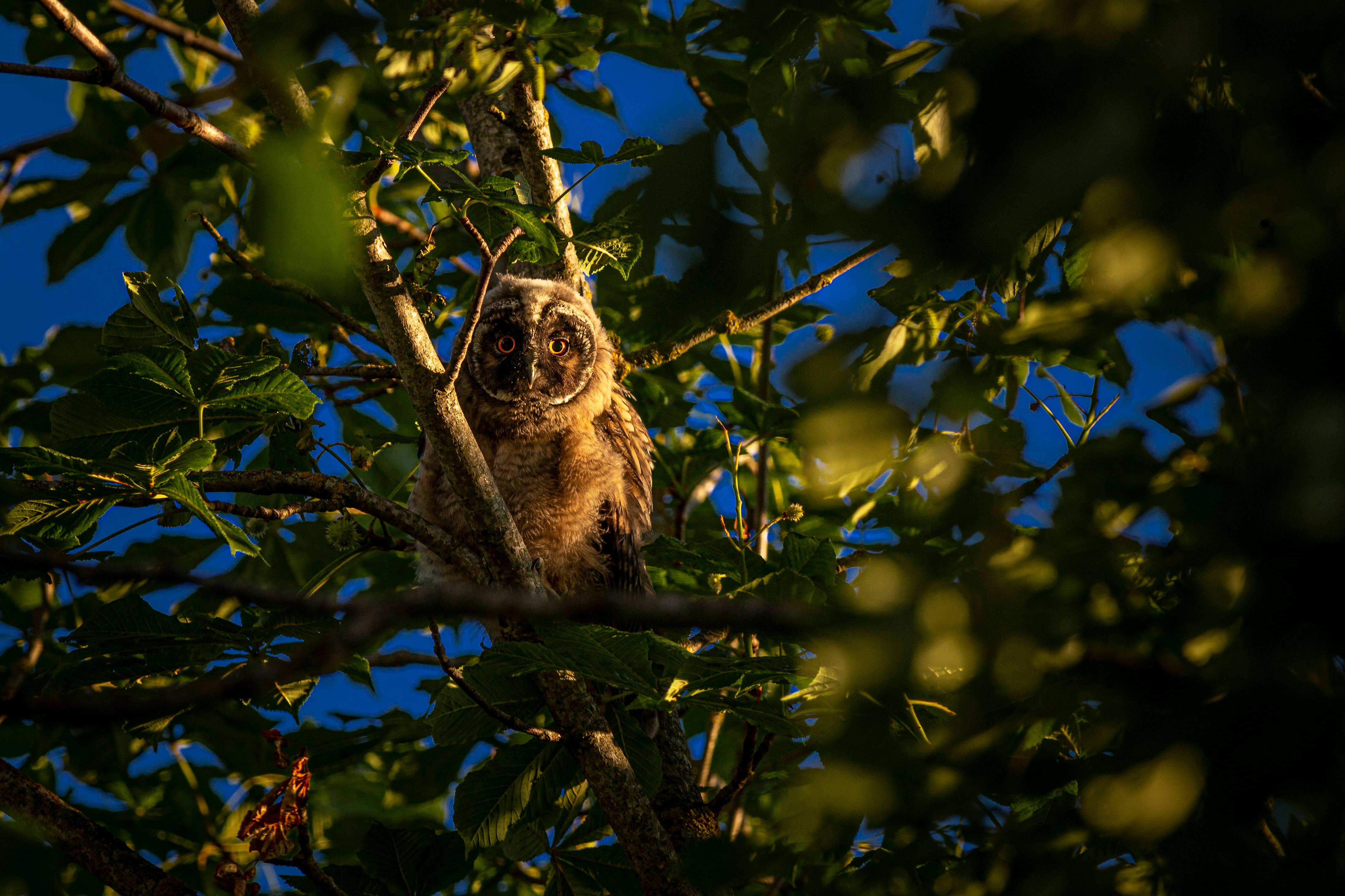 brown owl on tree branch during daytime